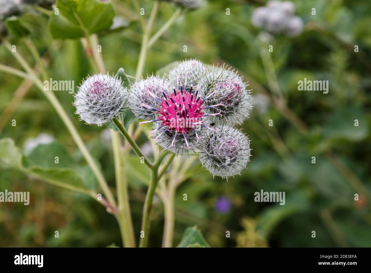 Blooming medicinal plant burdock. Arctium lappa commonly called greater burdock. Stock Photo