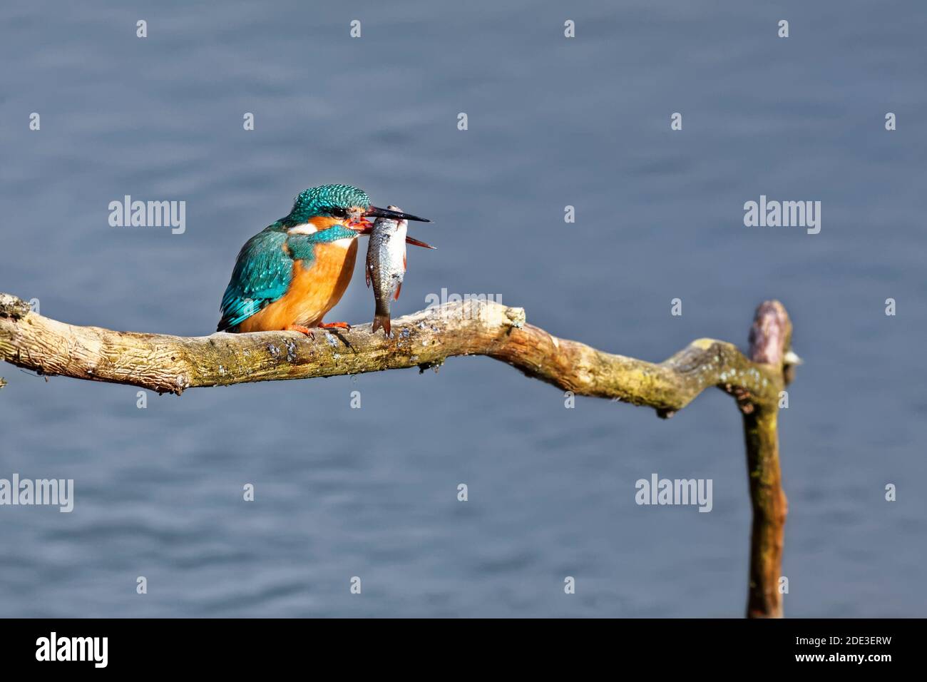 Kingfisher sitting on a perch having caught a fish. Stock Photo