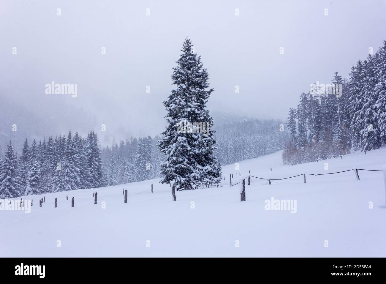 Beautiful European spruce (Picea abies) in a snow covered landscape during a blizzard in the Austrian alps (Filzmoos, Salzburg county) Stock Photo