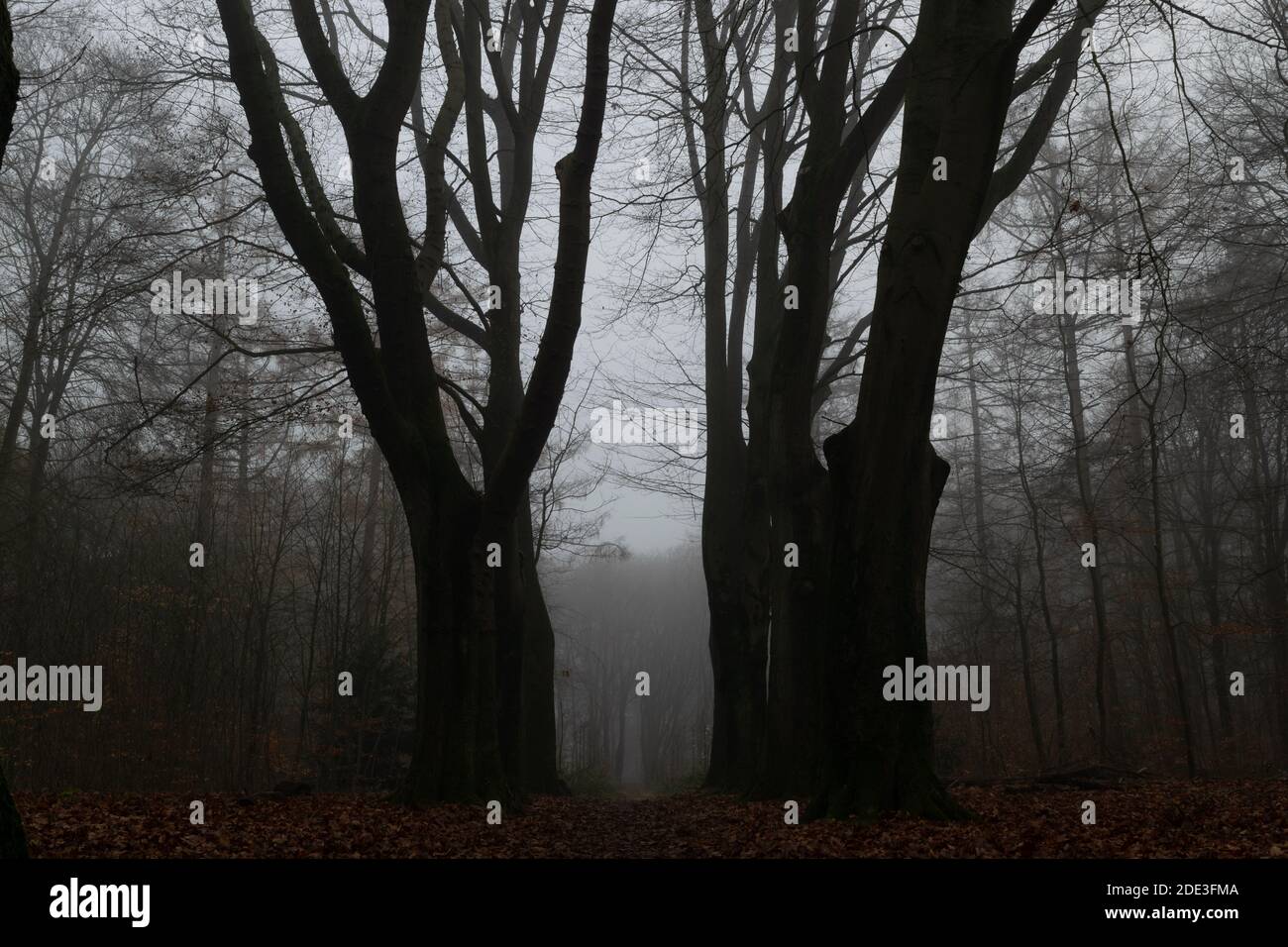 Forest in Autumn, Fog and rain Stock Photo - Alamy