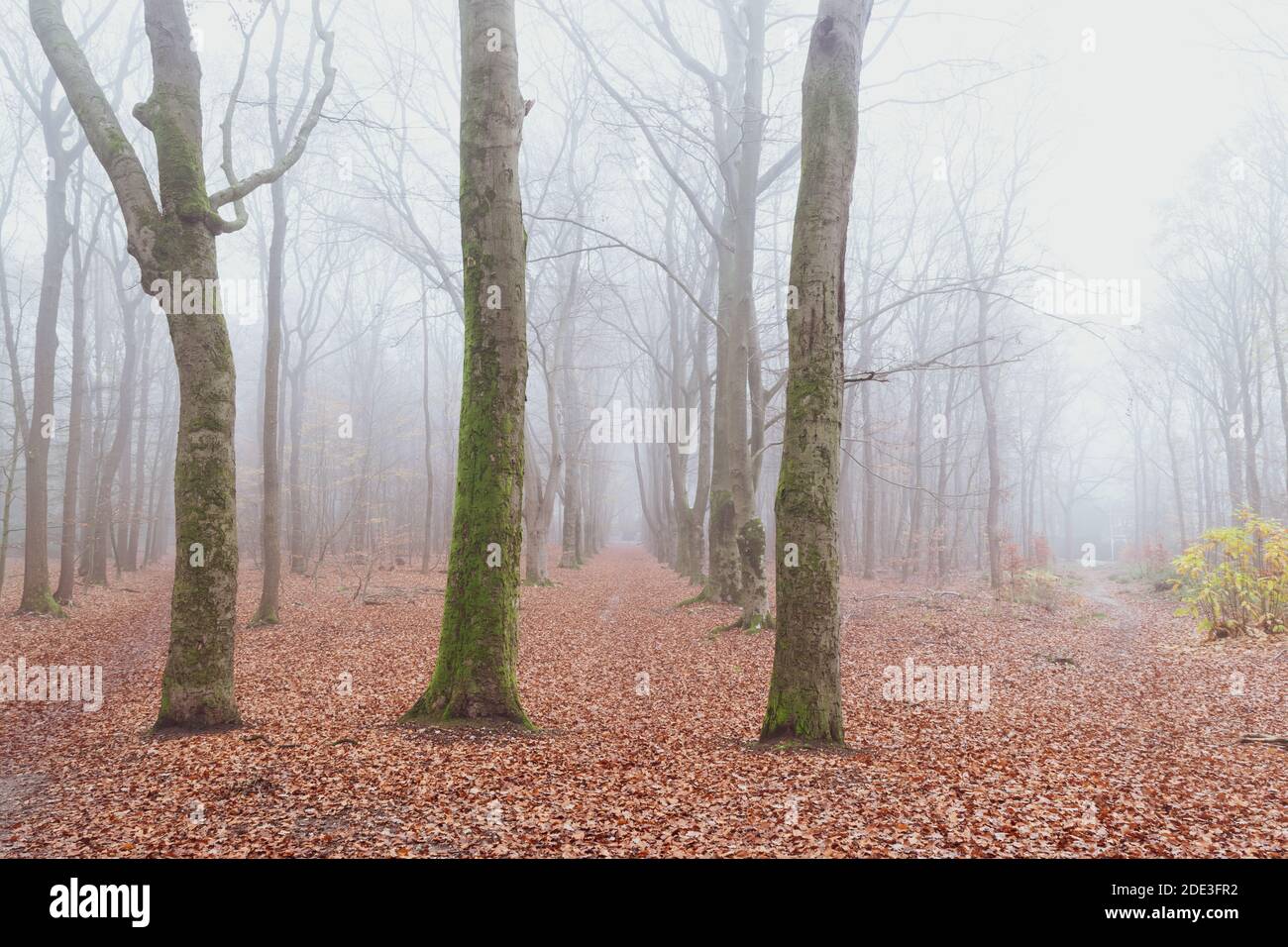 Forest in Autumn, Fog and rain Stock Photo - Alamy
