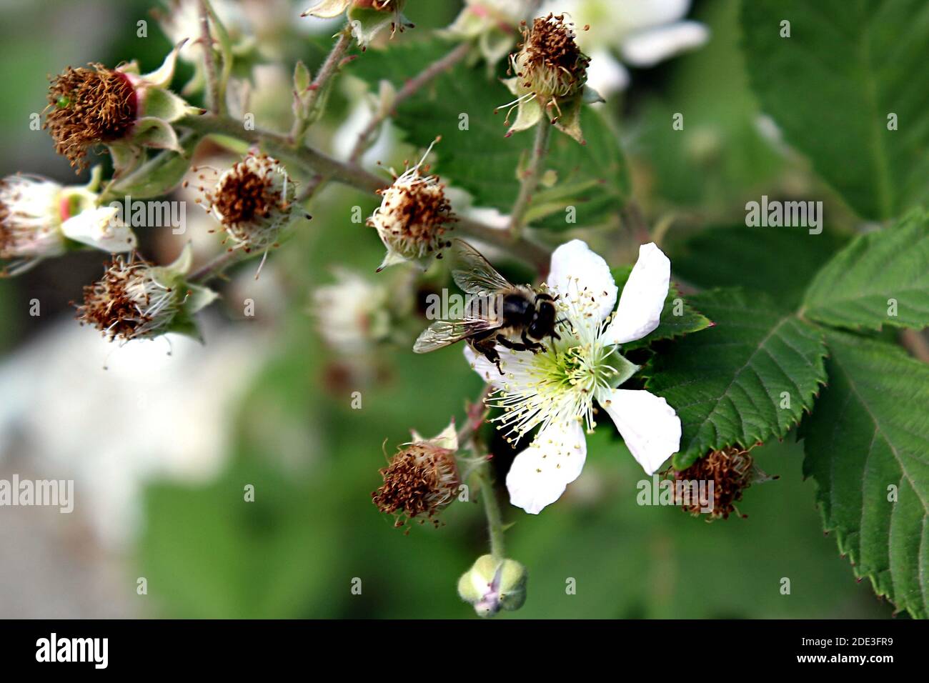 Bee on a white blackberry flower Stock Photo