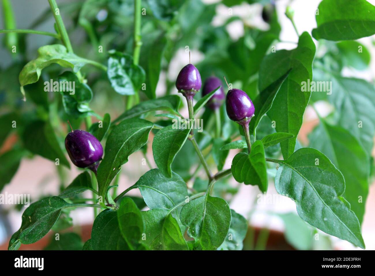 Small purple hot chili peppers closeup. Capsicum frutescens. Growing