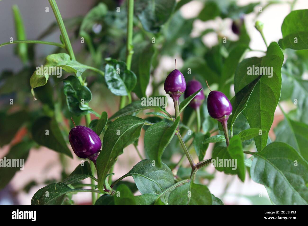 Small purple hot chili peppers close-up. Capsicum frutescens. Growing plant detail. Garden bed, greenhouse. Conical chillies, green leaves. Spicy bio Stock Photo