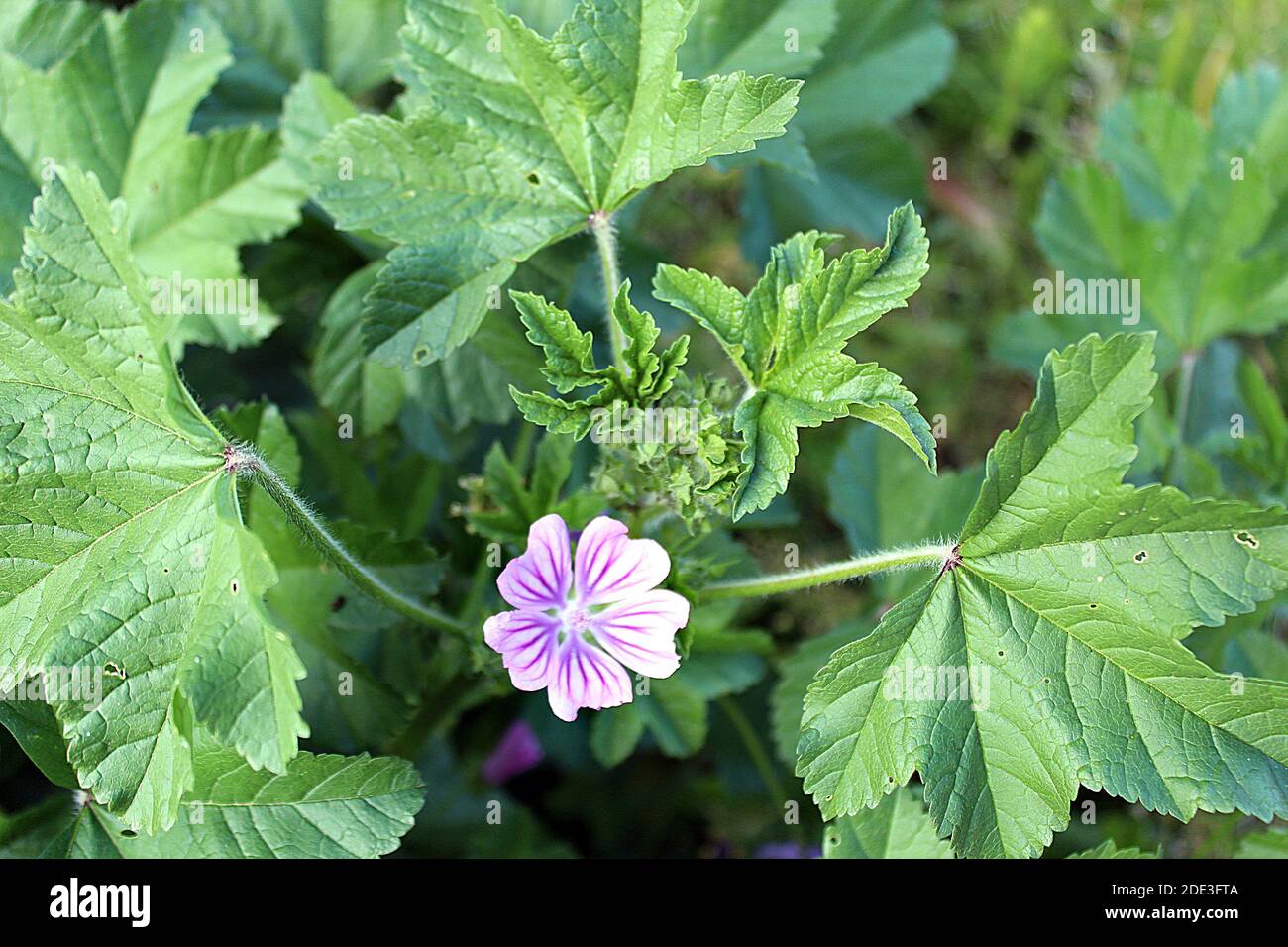Althaea officinalis violet flower in bloom Stock Photo