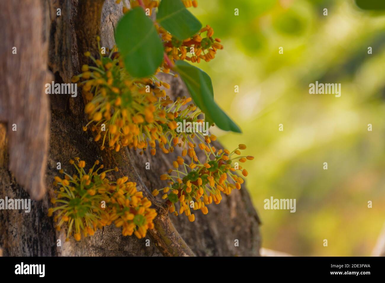 Carob flowers growing next to the trunk of a carob tree, in autumn, in