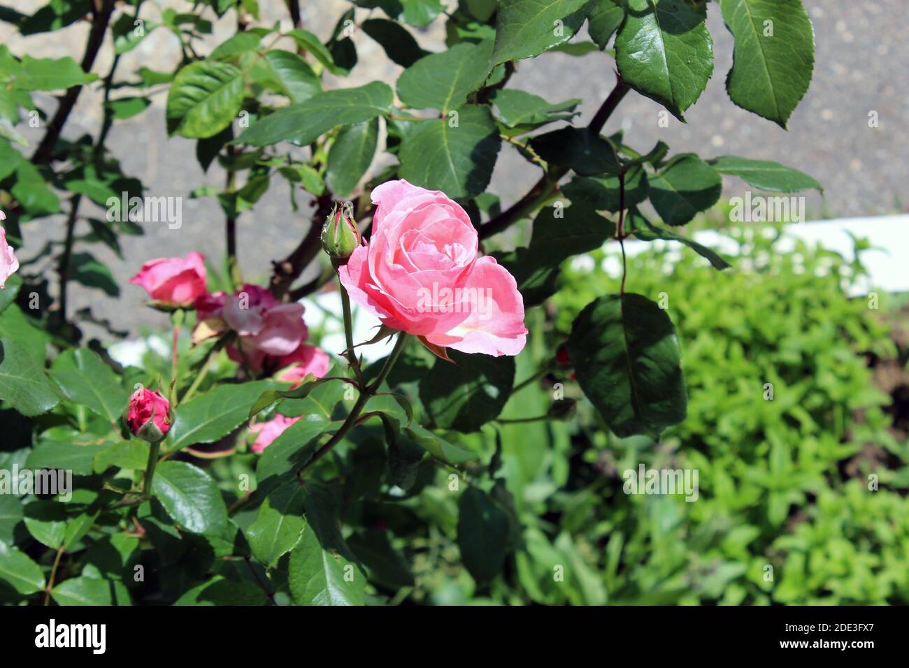 Pink rose in a garden close up Stock Photo - Alamy
