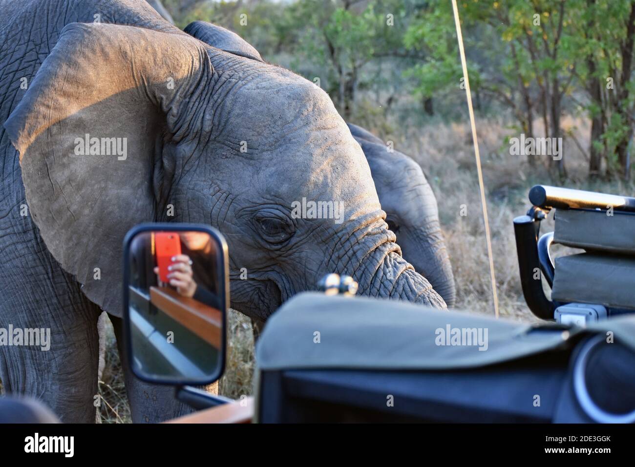 African Elephants by a safari vehicle in Sabi Sand, South Africa. A