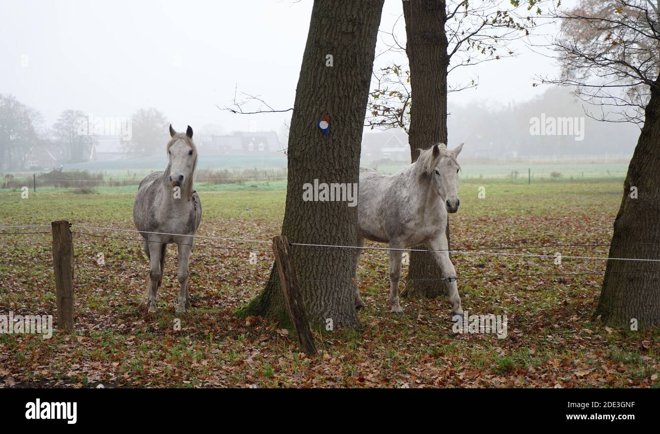 Two curious white grey horses on a foggy day. They have just approached the fence. Stock Photo