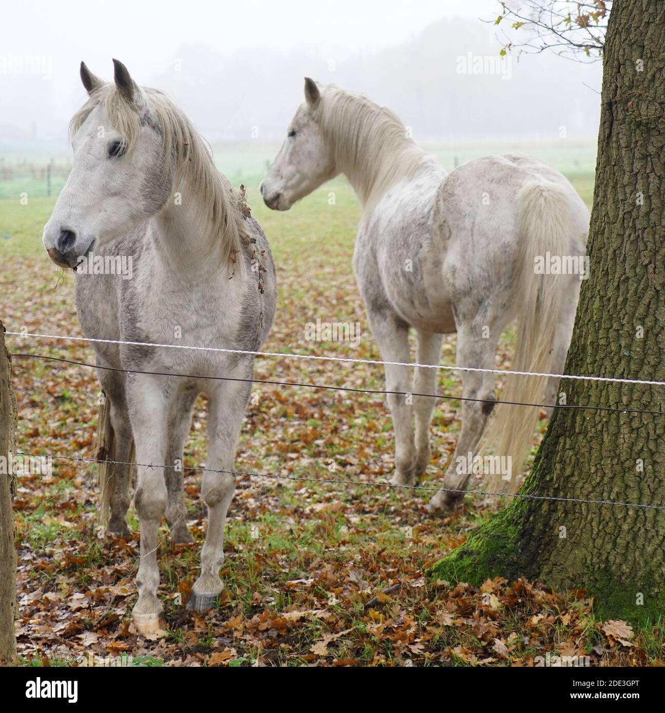 Two curious white horses on a foggy day. They look like horses from a fairy tale. Stock Photo