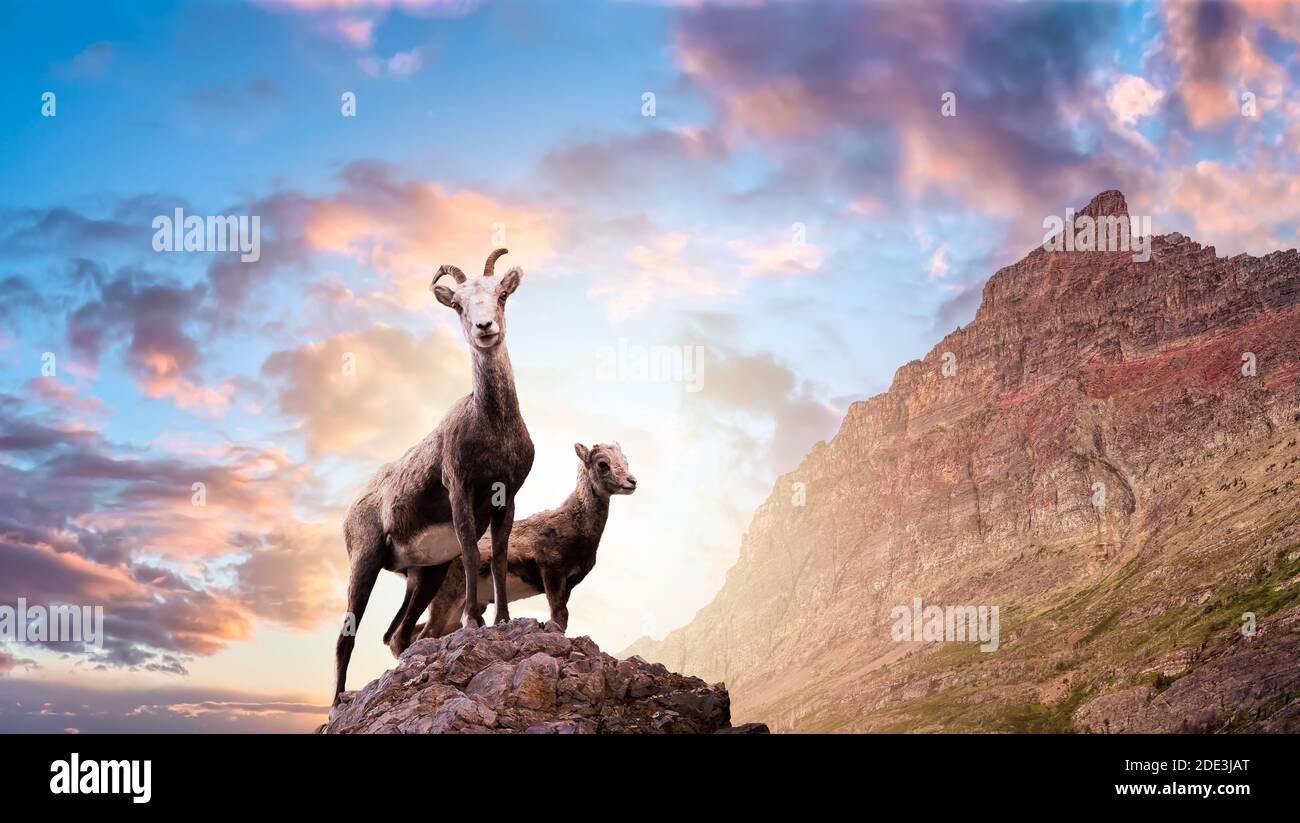 Family rocky mountain sheep hi-res stock photography and images - Alamy