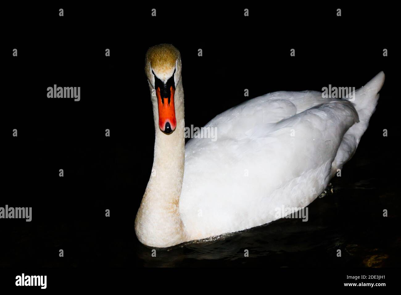 swan on lake Stock Photo