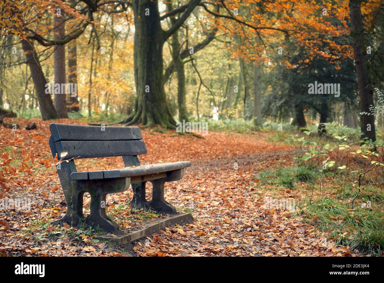 Landscape in autumn park with bench. Polkemmet Country Park, West Lothian, Scotland Stock Photo