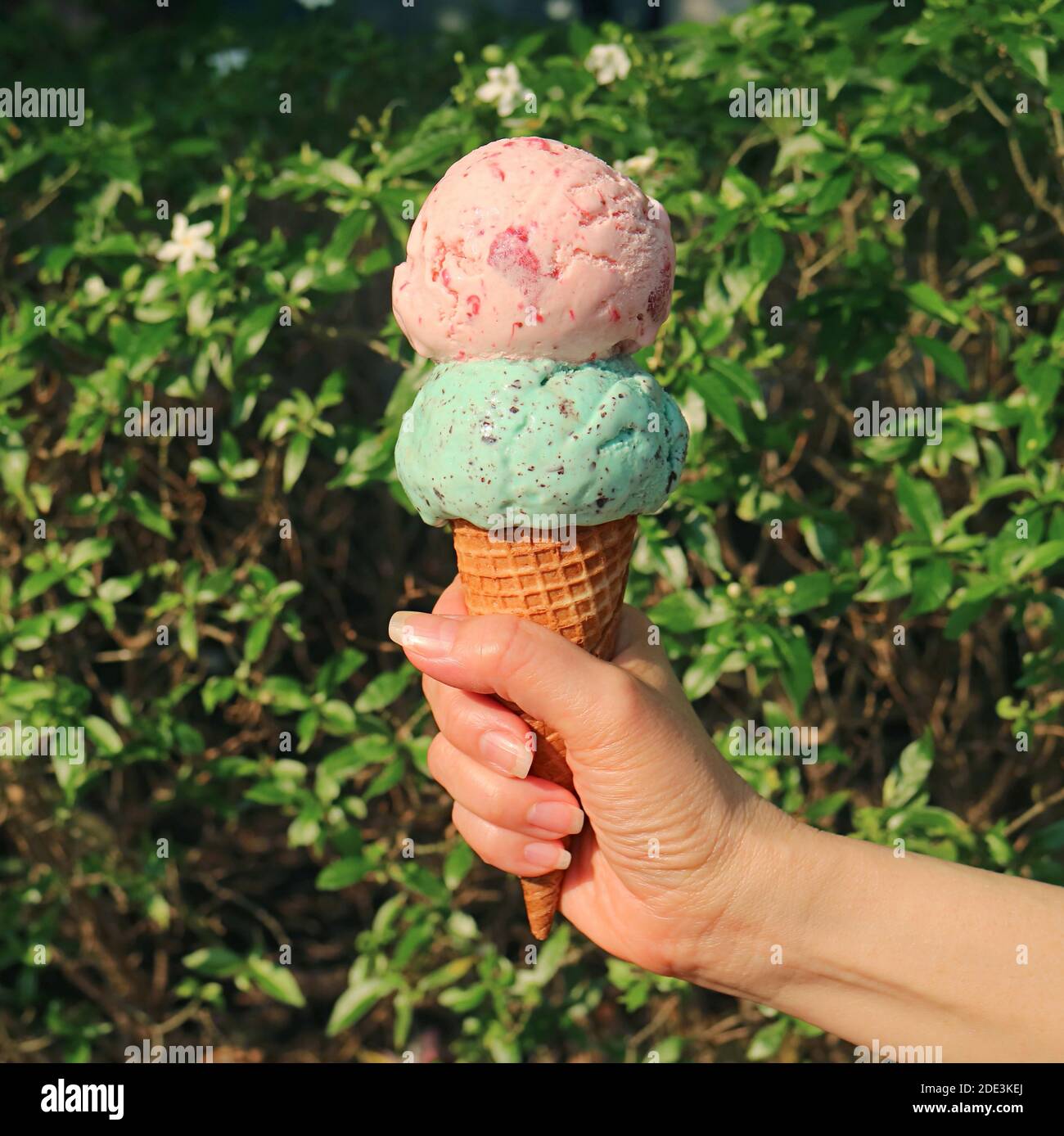 Two scoops of ice cream cone in woman's hand melting in the sunlight Stock Photo