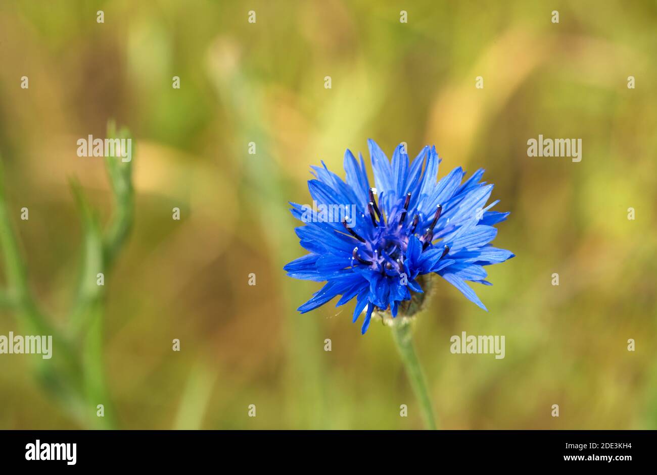 Cornflower knapweed single one hi-res stock photography and images - Alamy