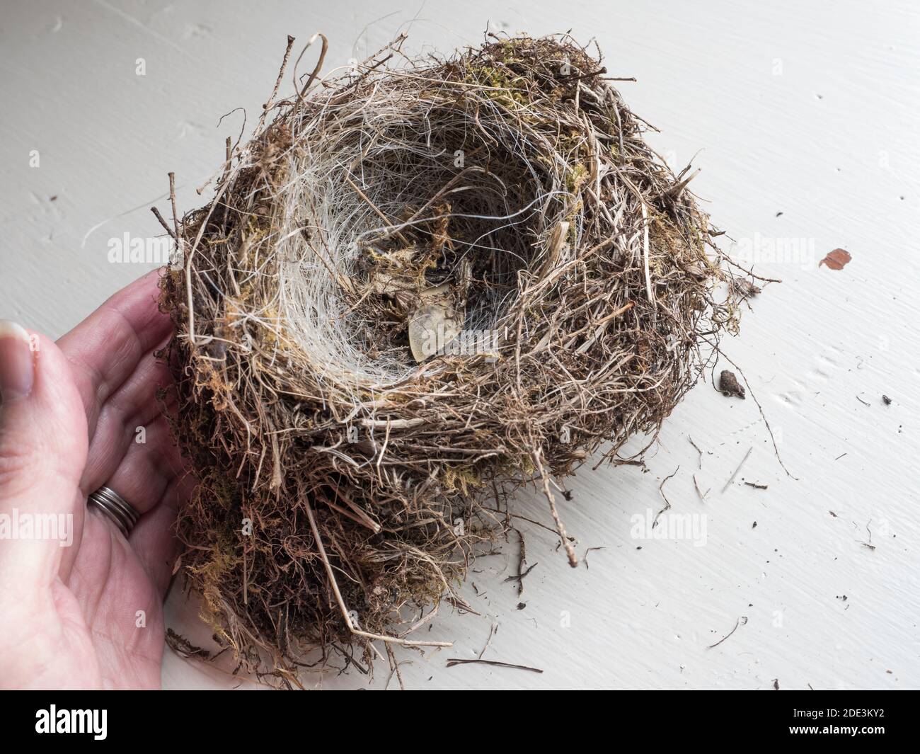 Looking down close up top a whole robin bird nest isolated with female left hand holding Stock Photo