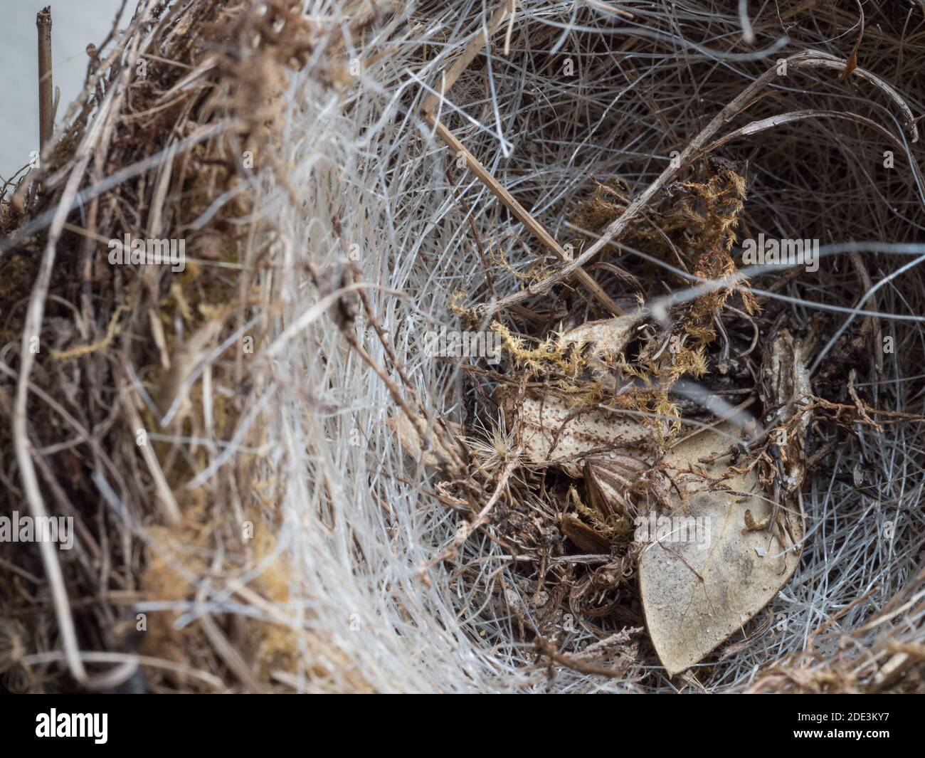 Looking down close up macro detail top a robin bird nest with white manmade white synthetic fibres fibers fishing line woven in Stock Photo
