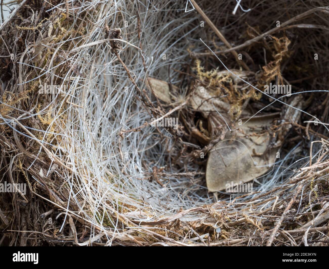 Thin fibre hi-res stock photography and images - Alamy
