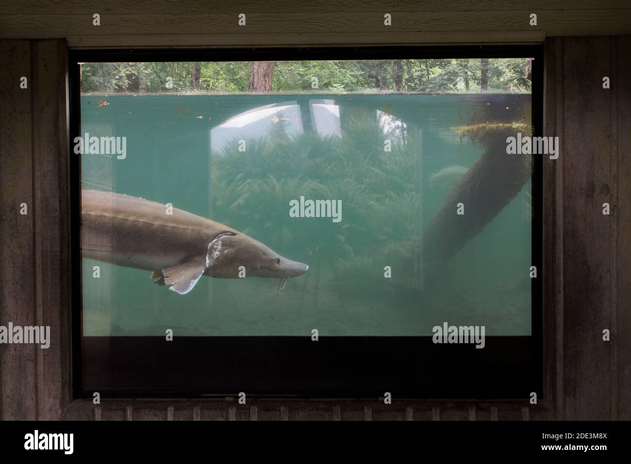 A large sturgeon at a fish hatchery in Cascade Locks, Oregon. Stock Photo