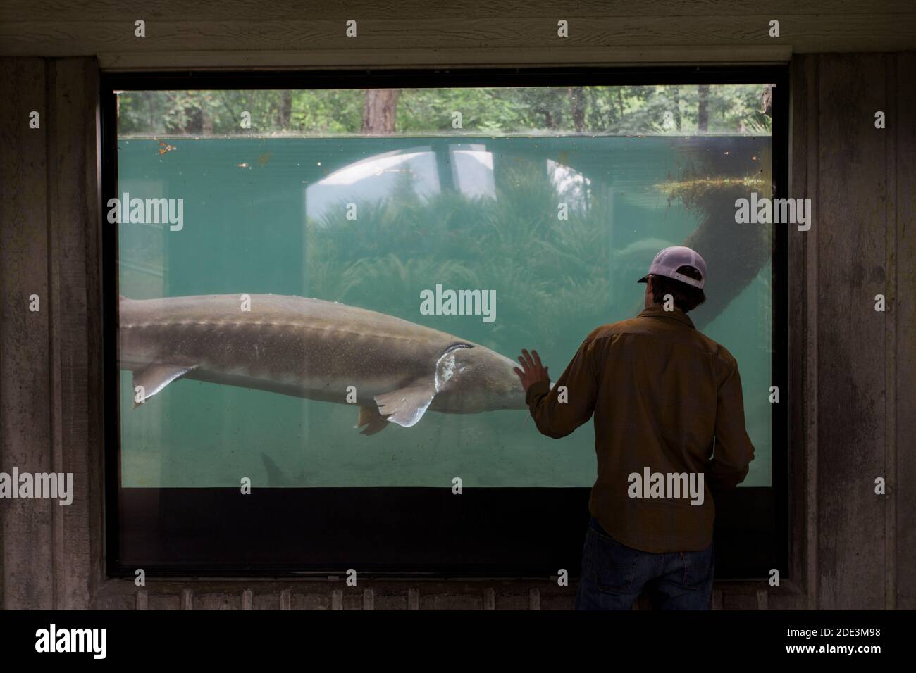 A young man watches a sturgeon swim at a fish hatchery in Oregon. Stock Photo