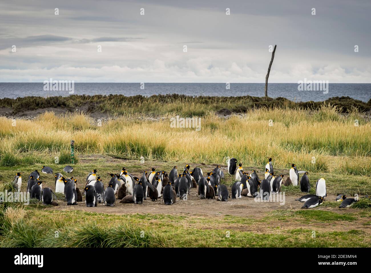 Colony of king penguins in Reserva Natural Pingüino Rey, Bahía Inútil ...