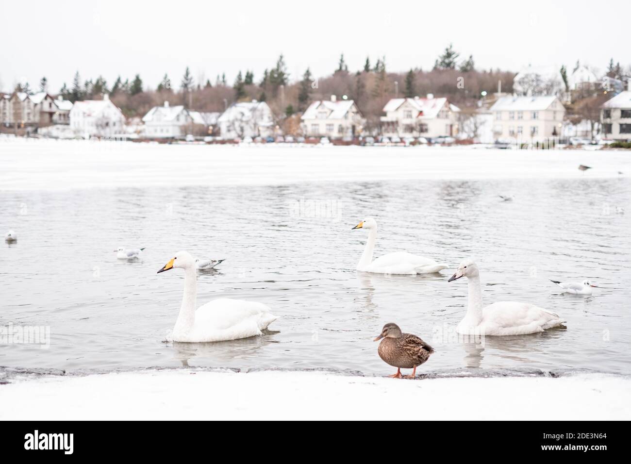 Swans and birds swimming in Lake Tjörnin, in downtown Reykjavik Iceland on a snowy winter day, with houses in the background. Stock Photo