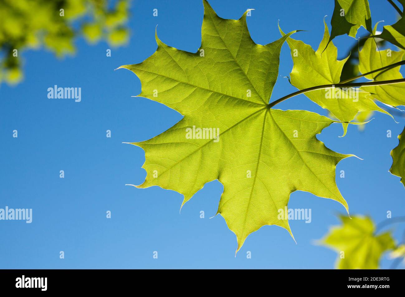 Close-up of Maple Leaves, Ottawa, Ontario, Canada Stock Photo