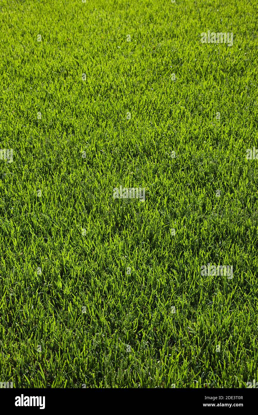 Lawn in Spring, Ottawa, Ontario, Canada Stock Photo Alamy