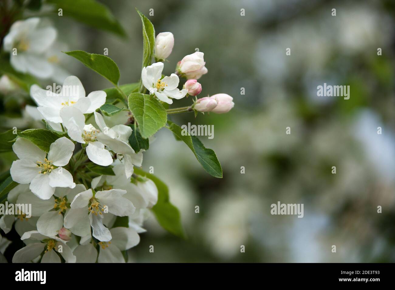 Apple Tree Blossoms, Major's Hill Park, Ottawa, Ontario, Canada Stock
