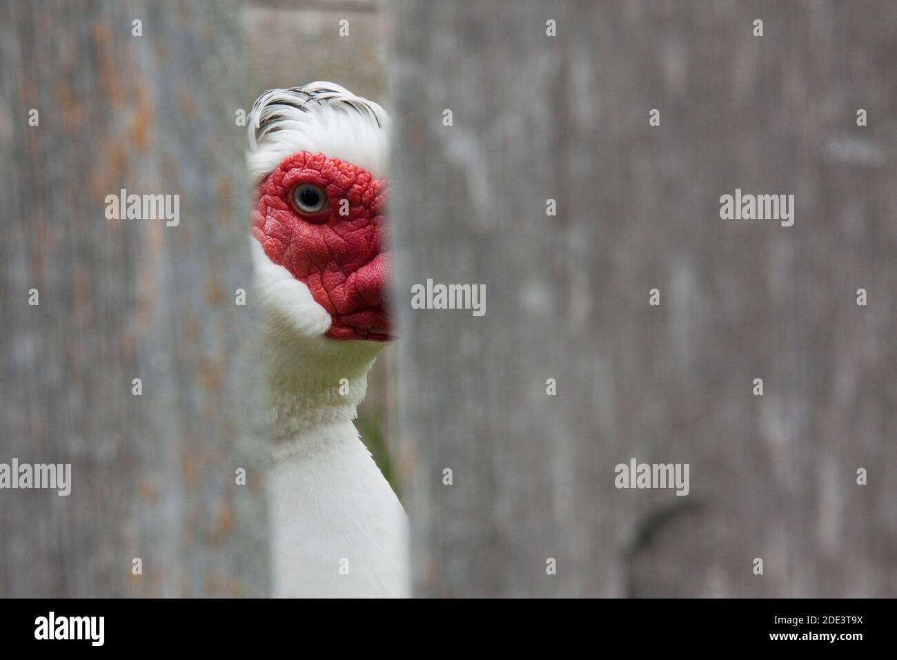 White Muscovy Duck Looking Through Fence, Upper Canada Village, Morrisburg, Ontario, Canada Stock Photo