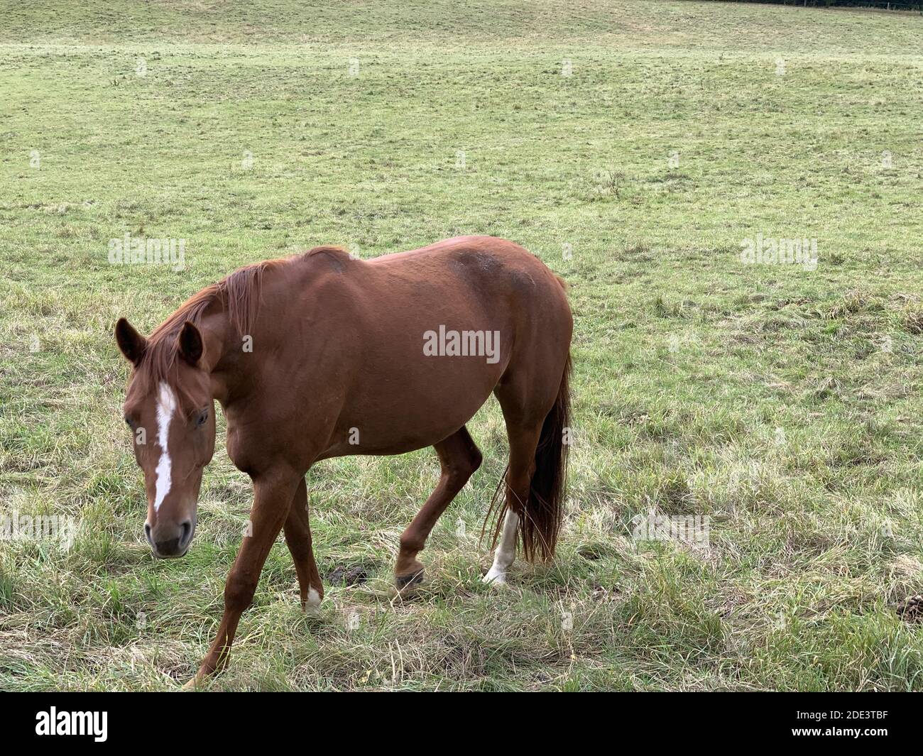 A beautiful brown horse grazing in a green meadow Stock Photo - Alamy