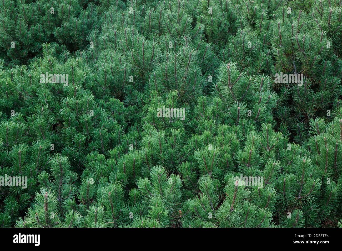 Close-up of Mugo Pine Tree Branches, Ottawa, Ontario, Canada Stock Photo