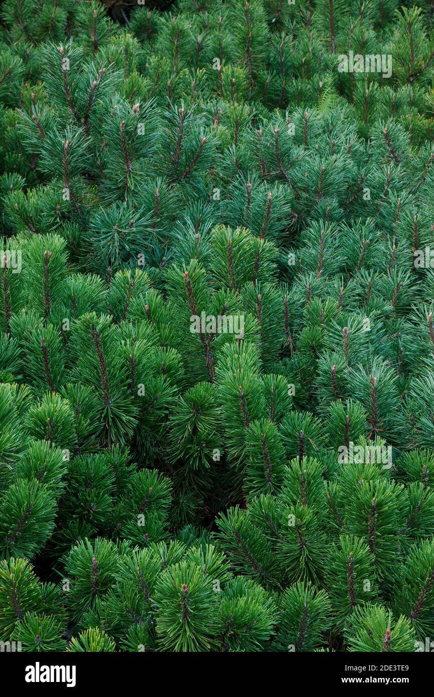 Close-up of Mugo Pine Tree Branches, Ottawa, Ontario, Canada Stock Photo