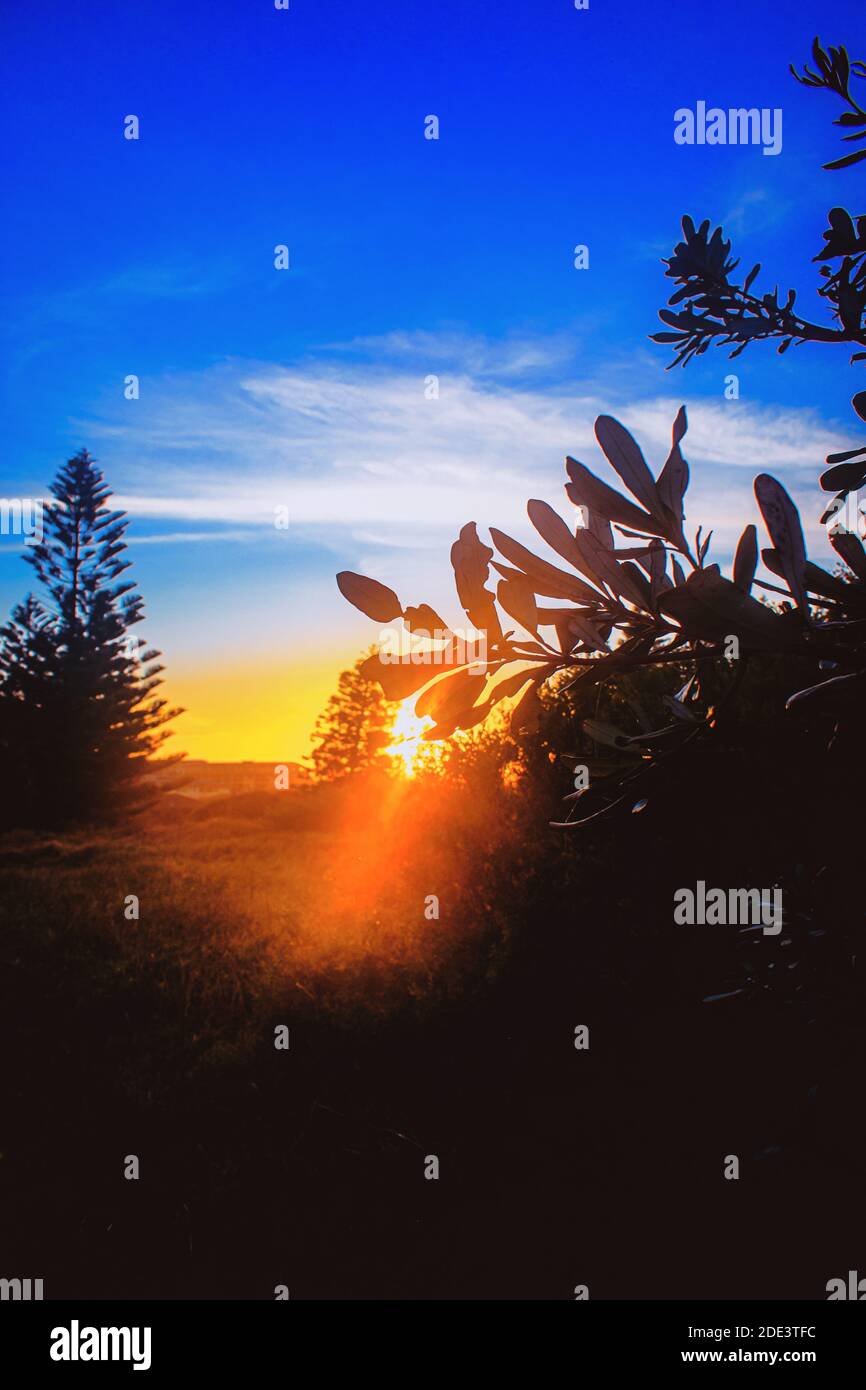 A vertical shot of tree silhouettes in a field under a blue sky and ...
