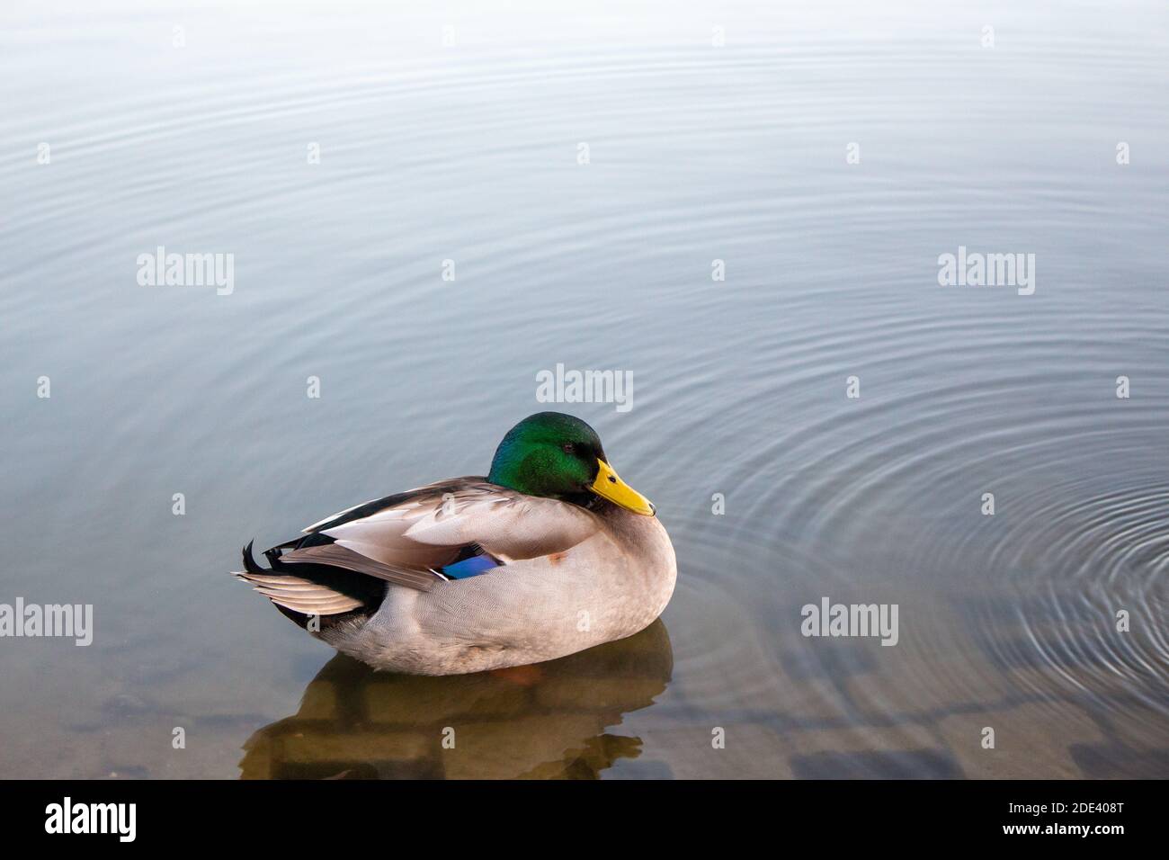 Water birds on a calm lake, reflections, down light, relaxing, nature, mallard duck, rail, scoter Stock Photo