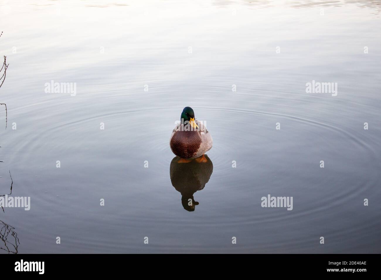 Water birds on a calm lake, reflections, down light, relaxing, nature, mallard duck, rail, scoter Stock Photo