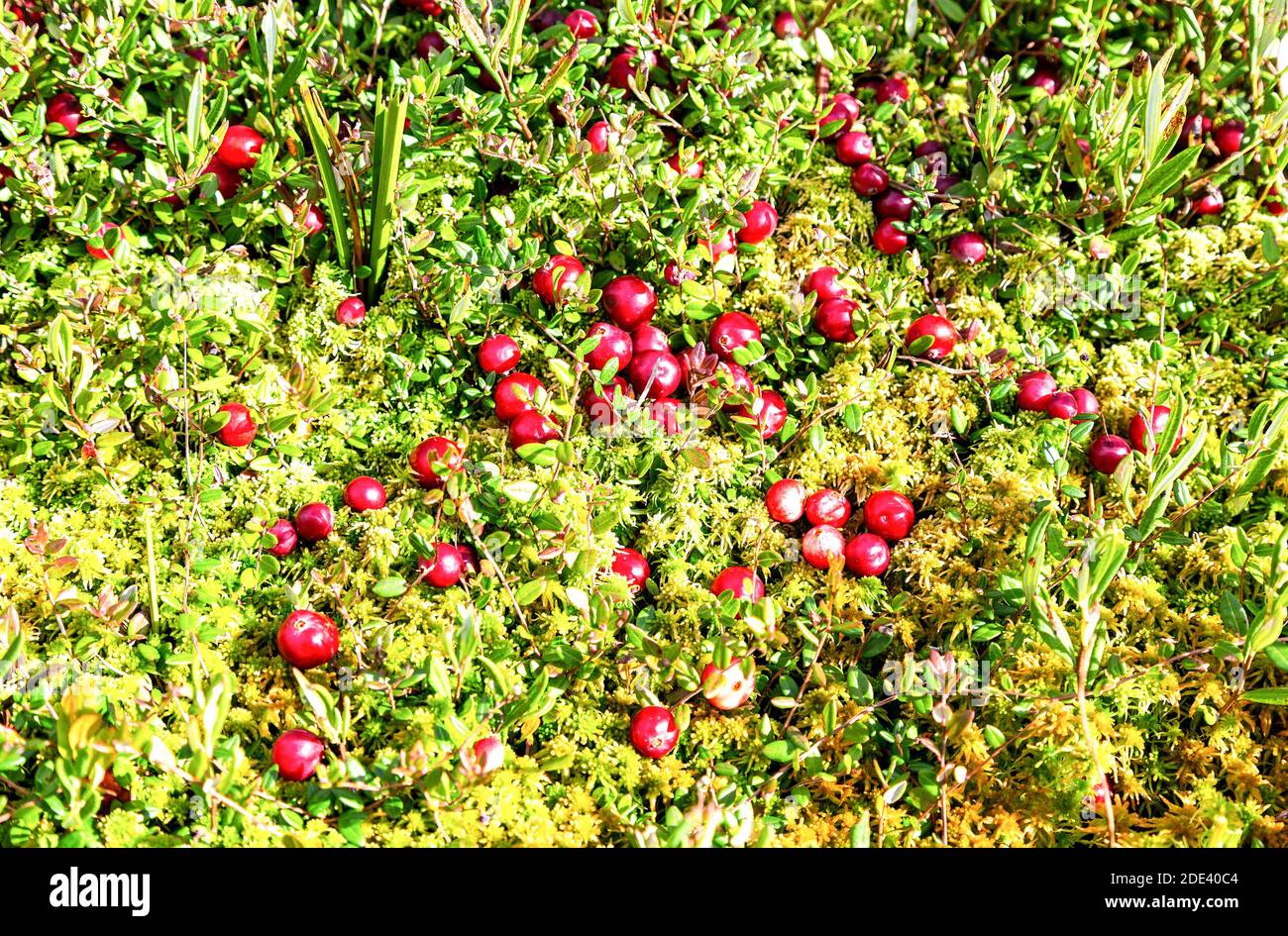 Swamp cranberry vaccinium oxycoccos hires stock photography and images