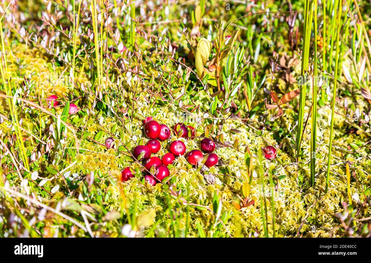 Swamp cranberry vaccinium oxycoccos hires stock photography and images