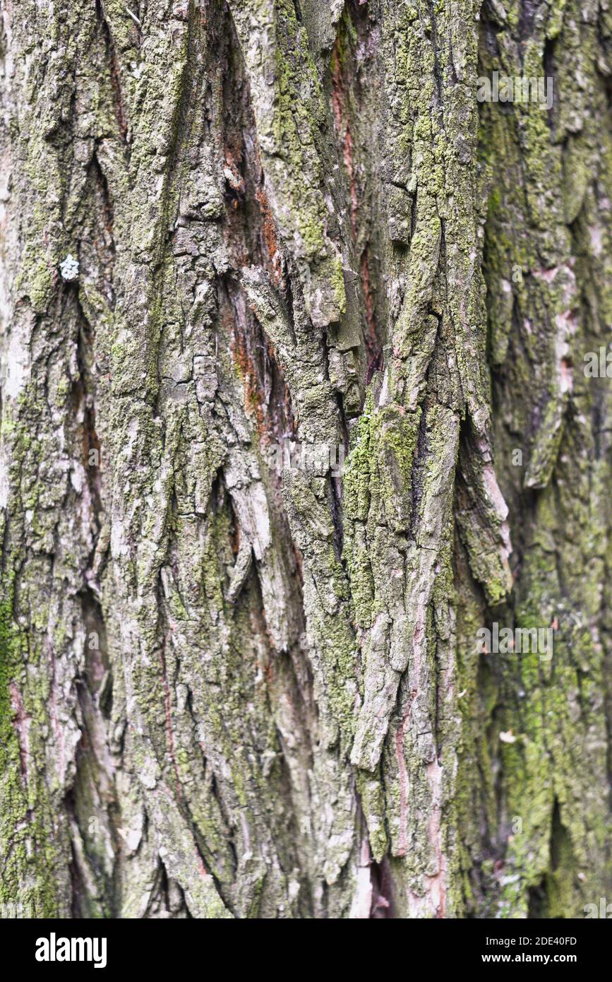 Texture shot of brown tree bark, filling the frame. Tree bark texture Stock Photo