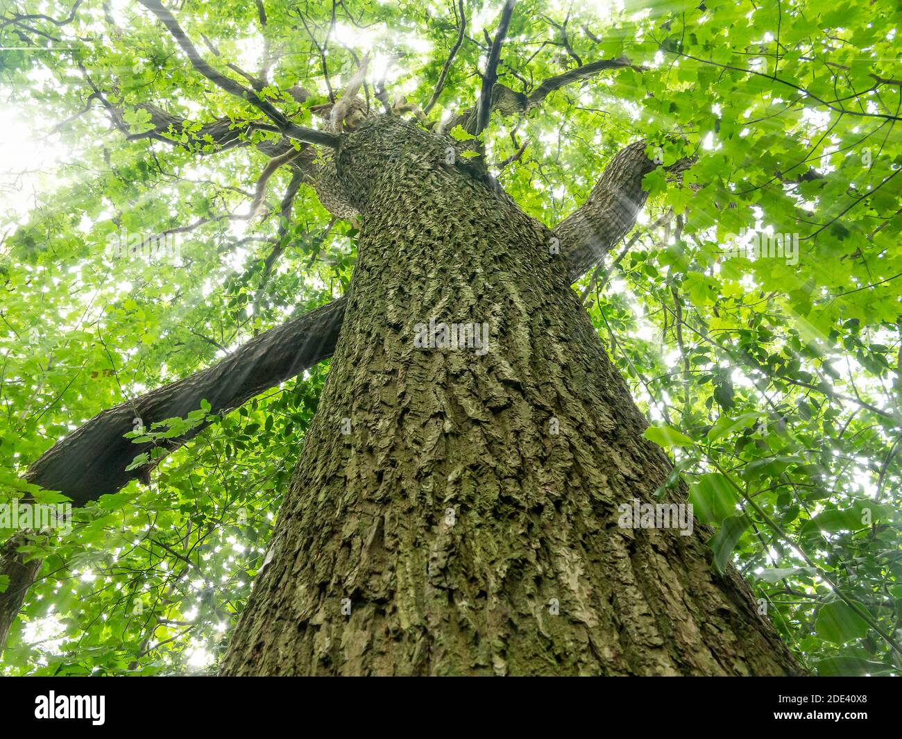 Looking up the trunk of an ancient Oak tree with sunrays shining