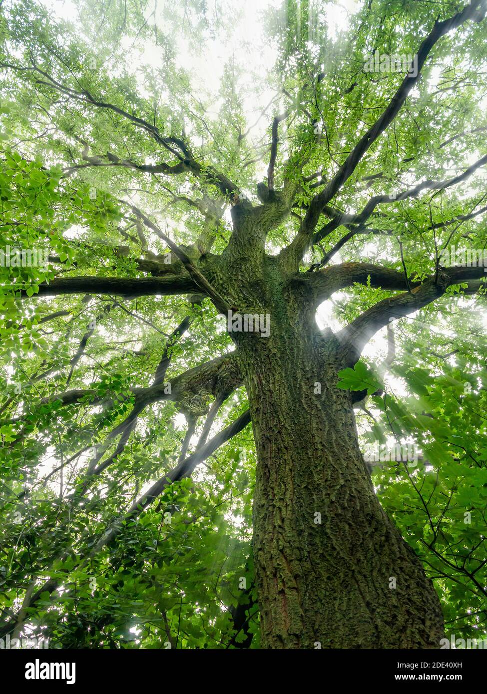 Looking up the trunk of an ancient Oak tree with sunrays shining