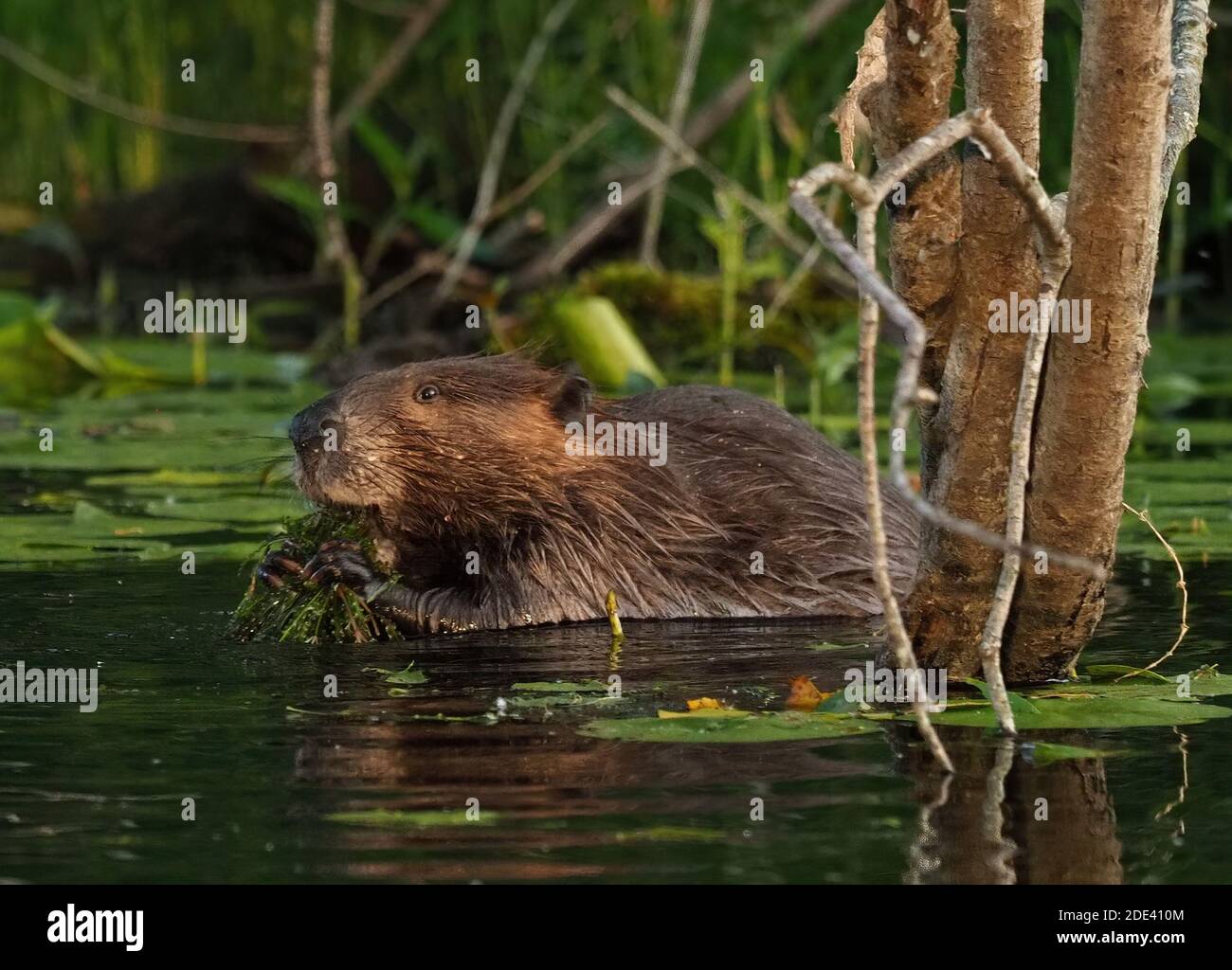 North American Beaver Castor Canadensis Feeding On Some Aquatic North American Beaver Castor Canadensis Feeding On Some Aquatic