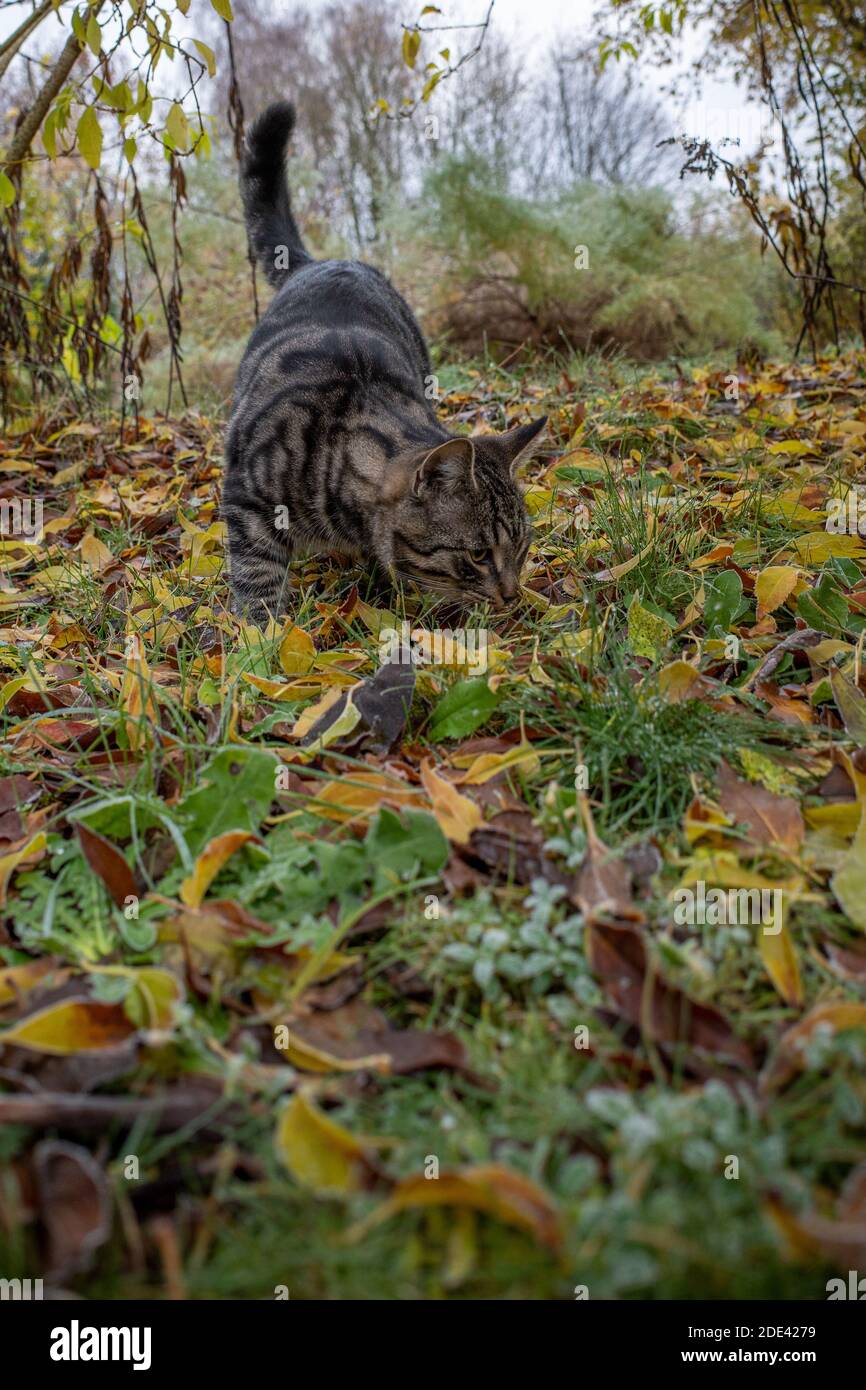 a grey house cat is looking for prey in the garden Stock Photo - Alamy