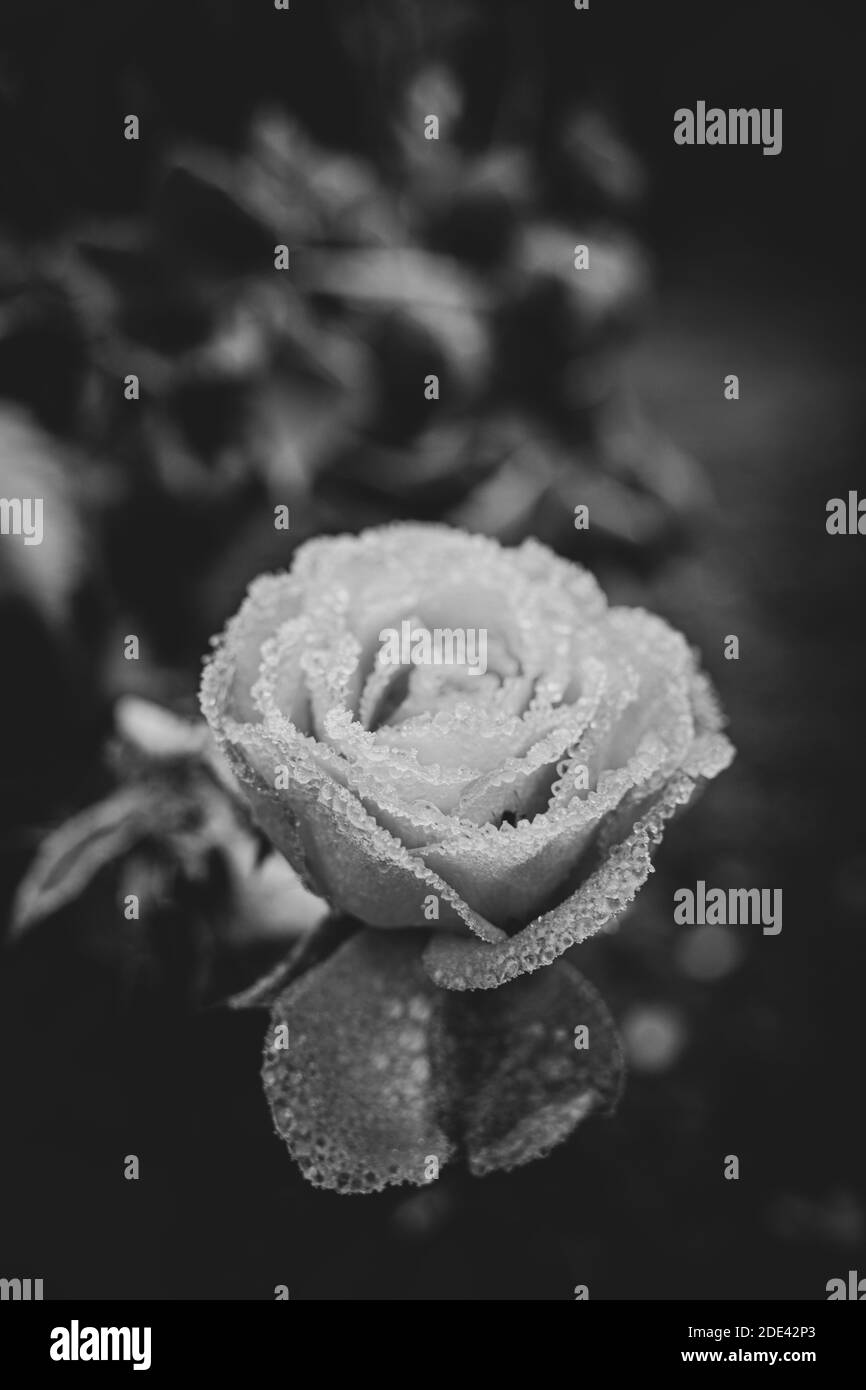 the pink flower of a rose is covered with frost Stock Photo - Alamy