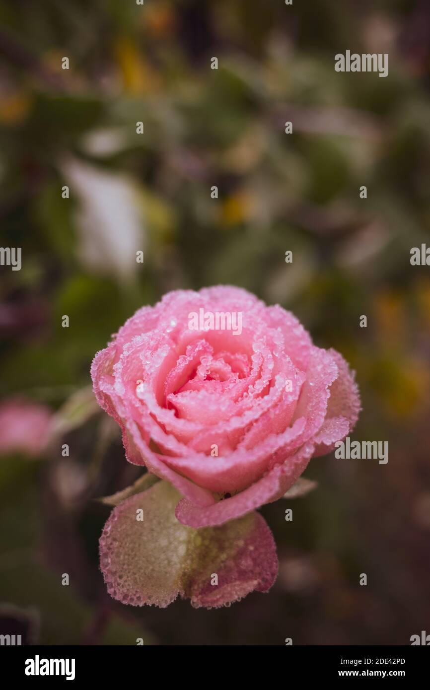 the pink flower of a rose is covered with frost Stock Photo - Alamy