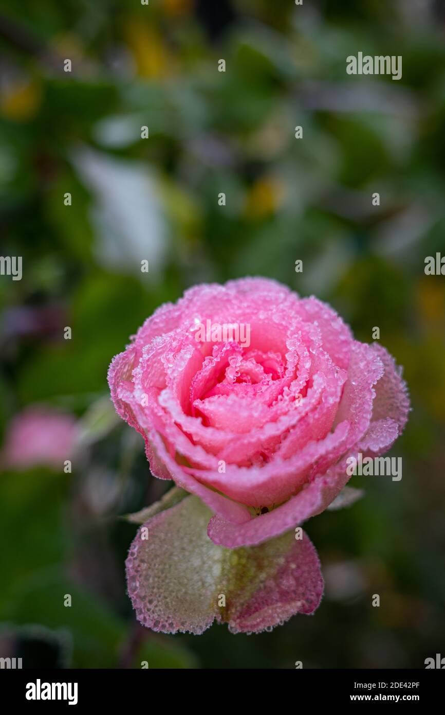 the pink flower of a rose is covered with frost Stock Photo - Alamy