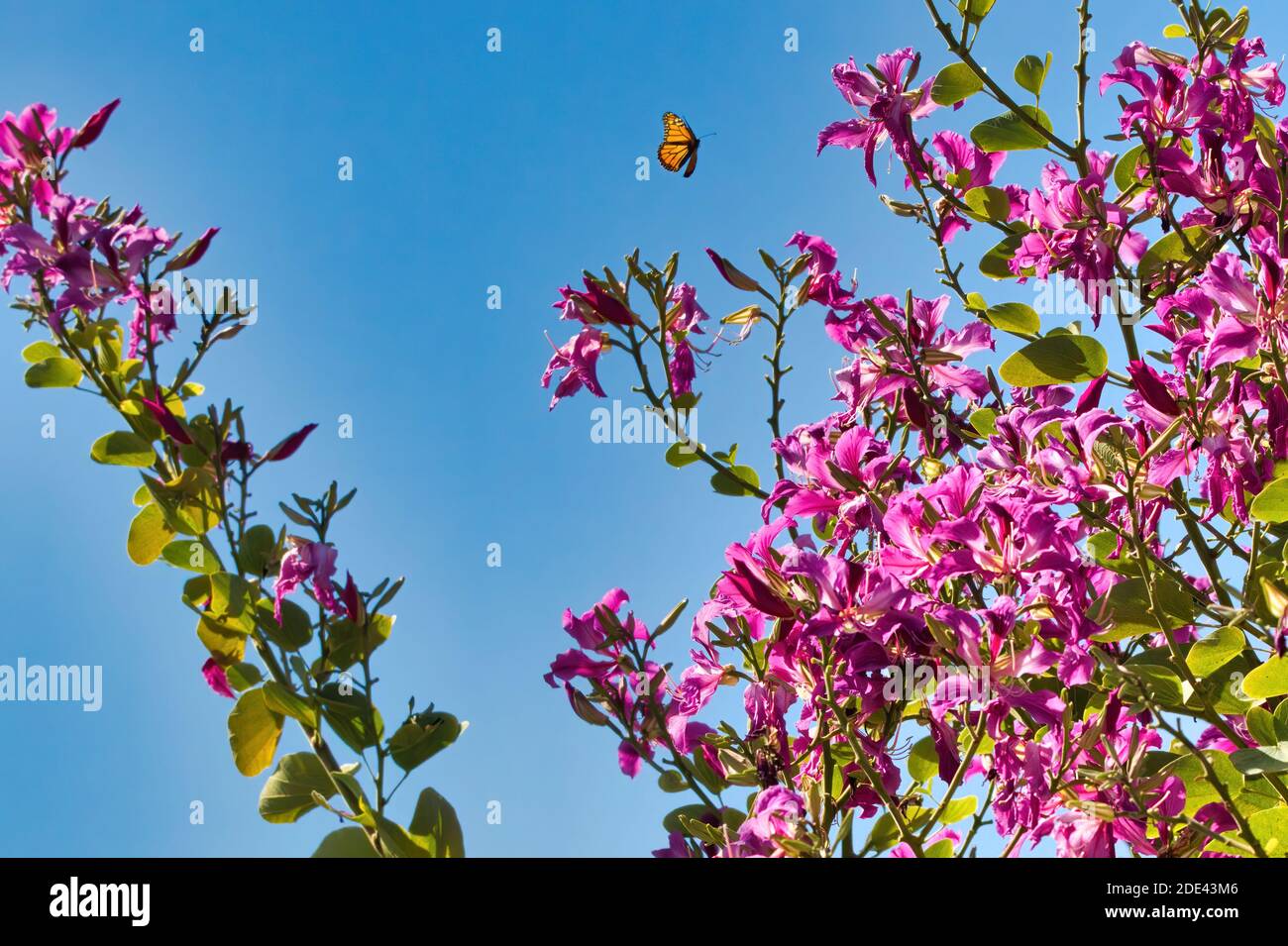 Monarch butterfly flying over a bunch of purlpe flowers on a tree with a bright blue sky beyond. Stock Photo