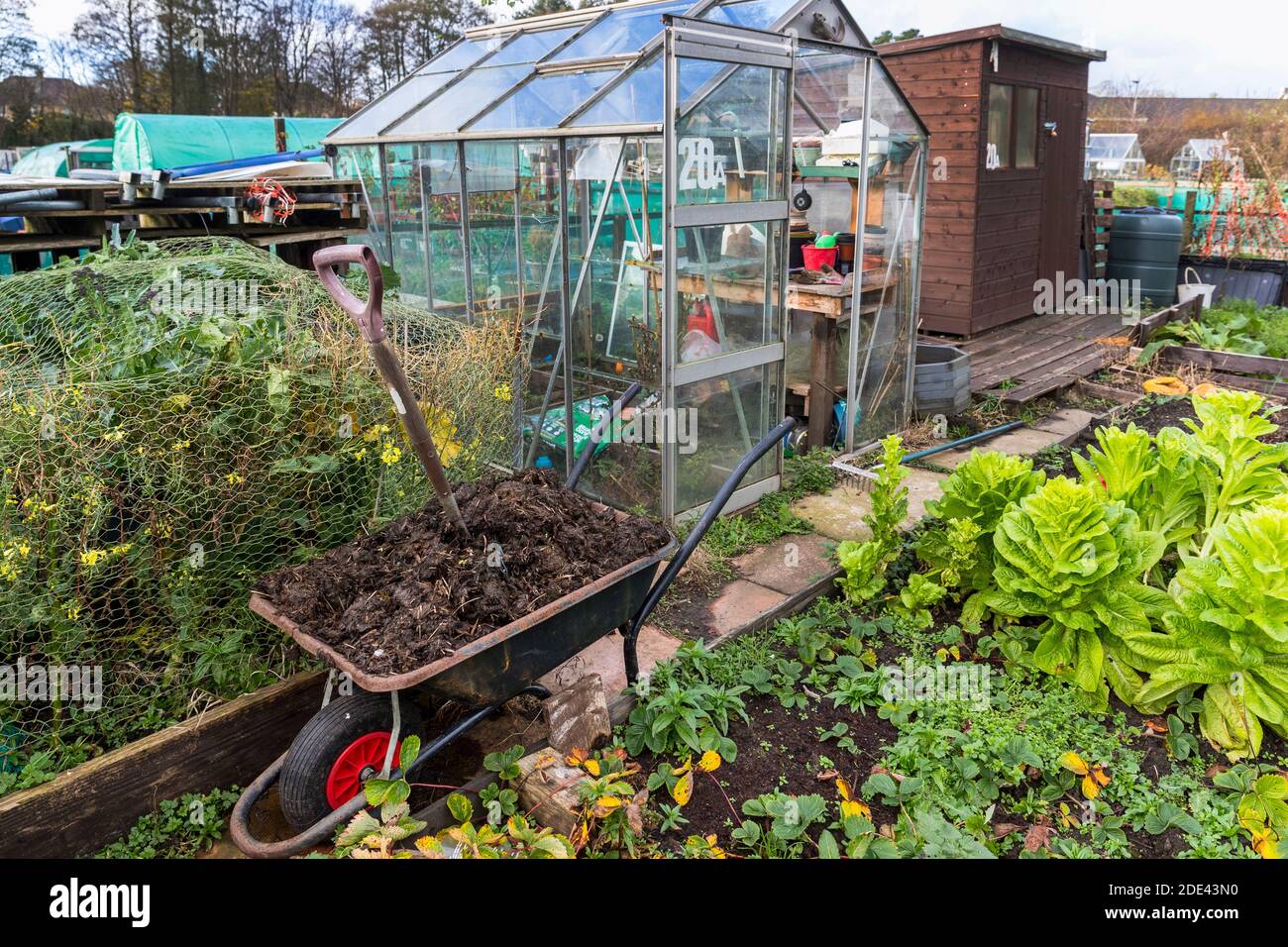 Wheelbarrow vegetable garden gardening hires stock photography and