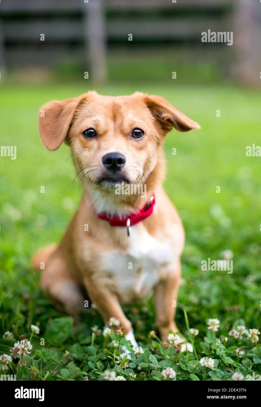 A cute brown mixed breed dog with floppy ears, wearing a red collar and sitting outdoors surrounded by white clover Stock Photo