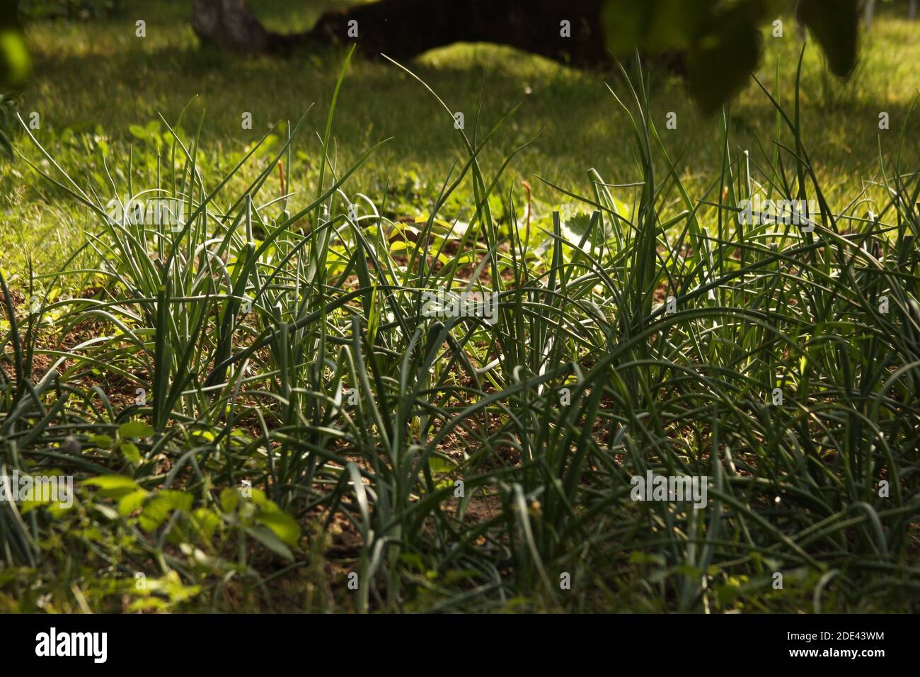 Green onion growing in the garden Stock Photo - Alamy